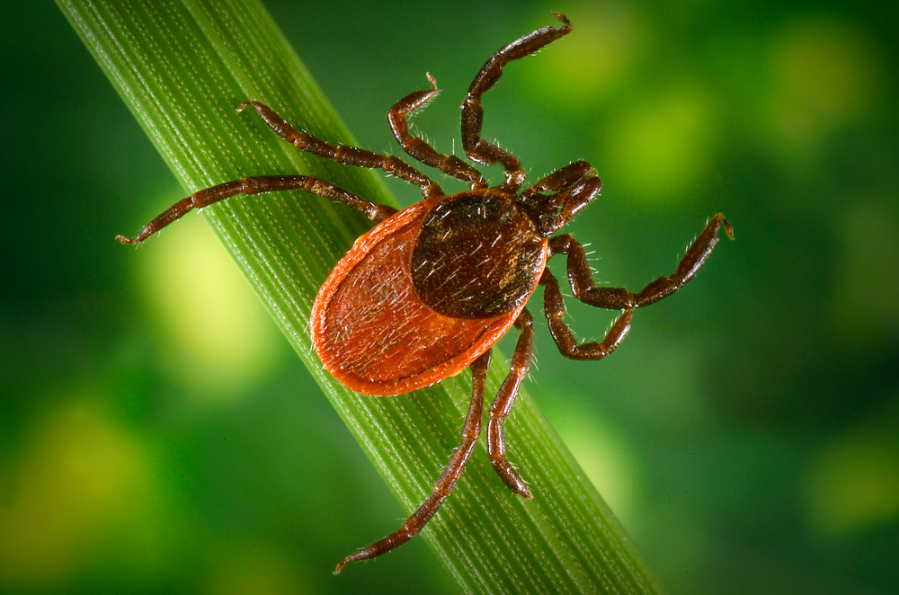Photo of a Black Legged Tick. It has red back.